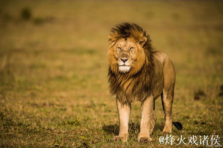 阿德尔曼谈沃特森伤势:预计不会长期缺阵,可能是骨挫伤 阿德尔曼谈沃特森伤势:预计不会长期缺阵,可能是骨挫伤